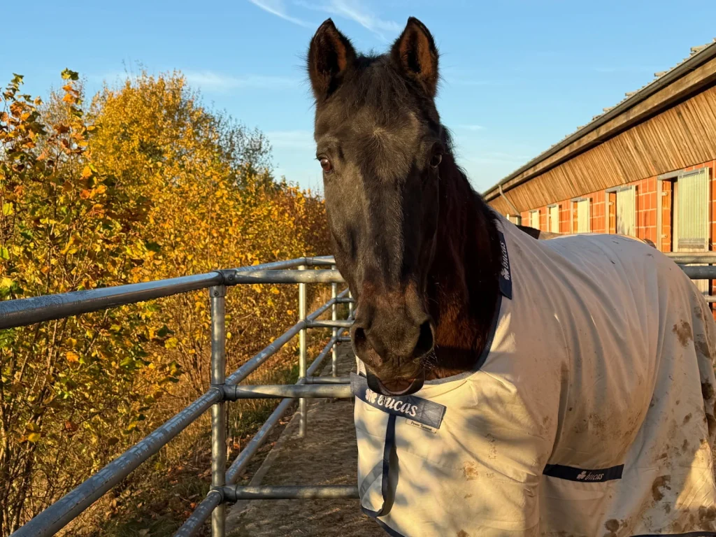 Paddockboxen an der Reithalle mit vorgelagerten Paddocks
