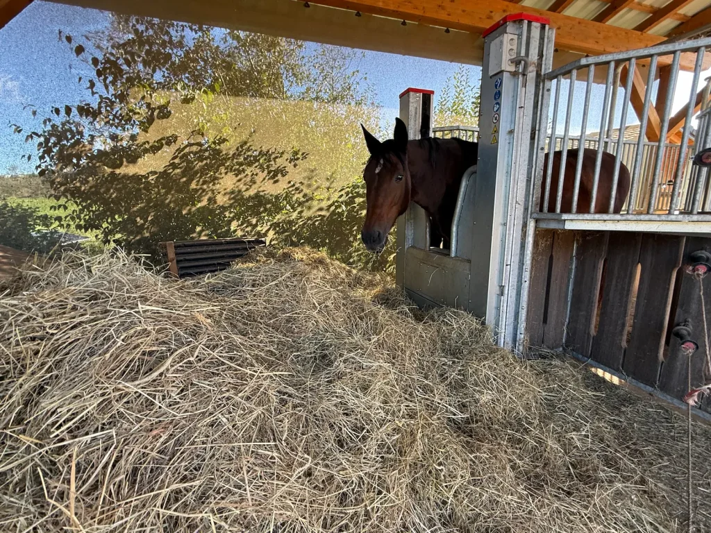 Pferd frisst an einer Raufutterstation