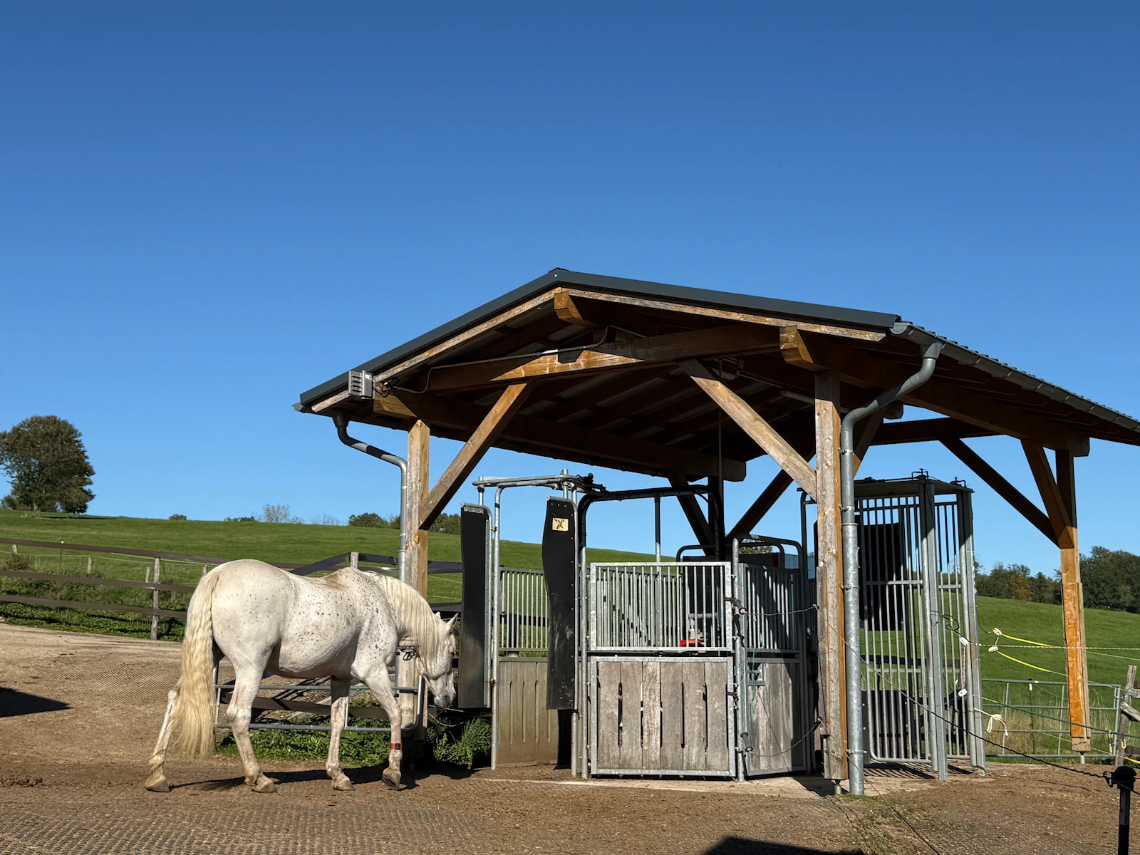 Ein Pferd betritt einen überdachten Selektionsbereich im Aktivstall unter einem Holzdach