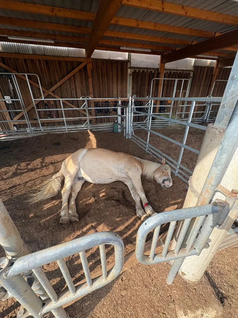 Pferd schlafend in einer Chillout-Box