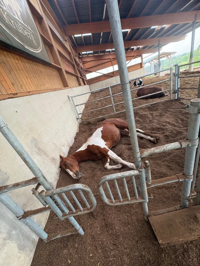 Pferd ruht in einer Chillout-Box