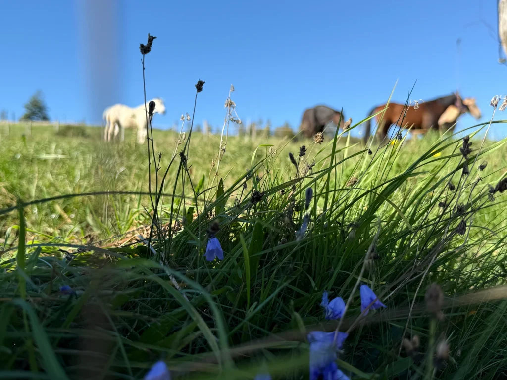 Pferde auf der Blumenwiese