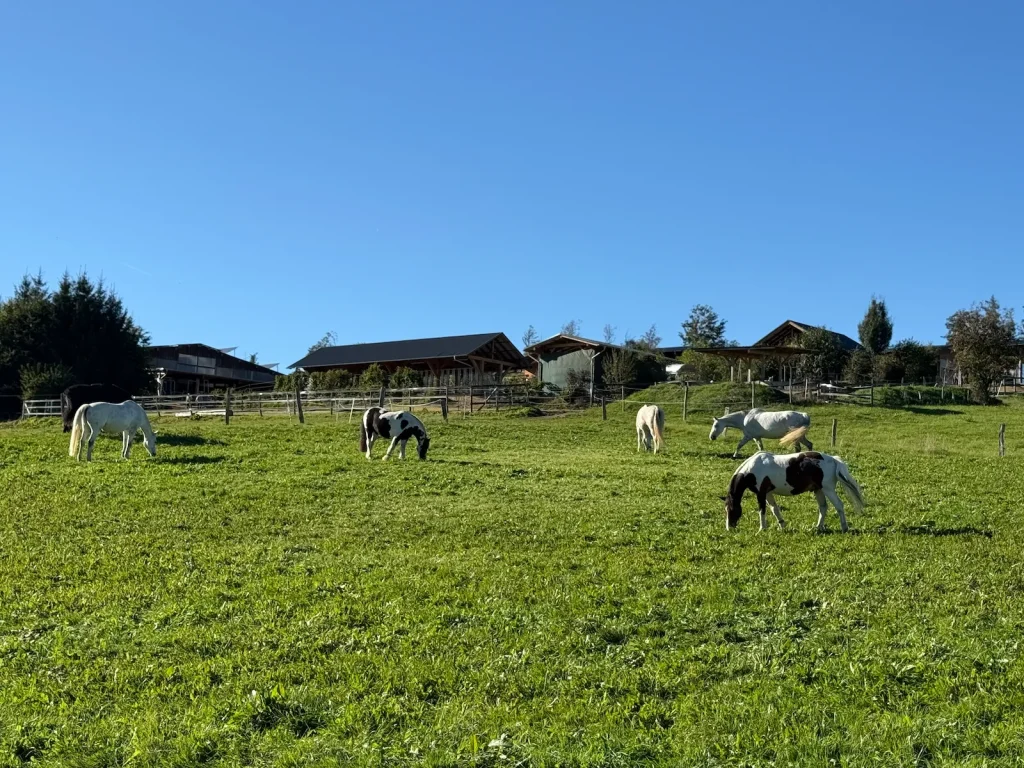 Weiden und Wald rund um den Reiterhof Kruberg